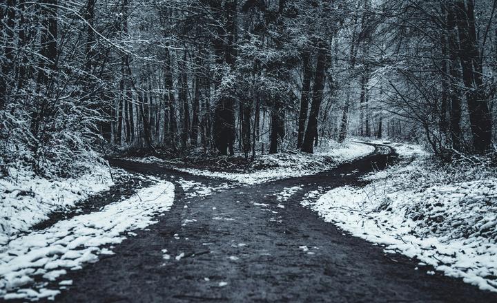 a road in a winter forest diverges into two paths